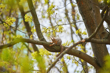 A squirrel is hanging on a tree trunk