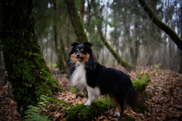 Sheltie in the forest 