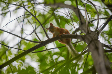 A squirrel is hanging on a tree trunk