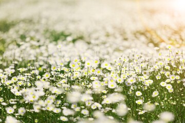 Big flower in the garden courtyard. Patio outside decoration elements.