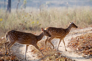 Naklejka na ściany i meble The chital (Axis axis), also known as spotted deer, chital deer, and axis deer, is a species of deer that is native to the Indian subcontinent