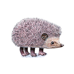 Watercolor illustration of a funny hedgehog. Hand made character. Portrait cute ox isolated on white background. Watercolor hand-drawn illustration.