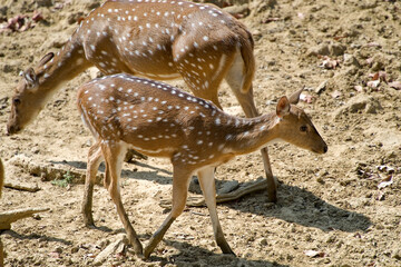 The chital (Axis axis), also known as spotted deer, chital deer, and axis deer, is a species of deer that is native to the Indian subcontinent