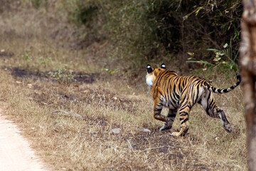 The Bengal tiger, also known as the Royal Bengal tiger