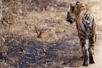 The Bengal tiger, also known as the Royal Bengal tiger