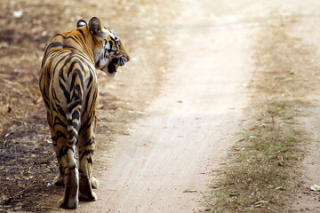 The Bengal tiger, also known as the Royal Bengal tiger