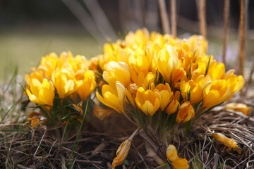 Yellow crocuses on a spring sunny day.