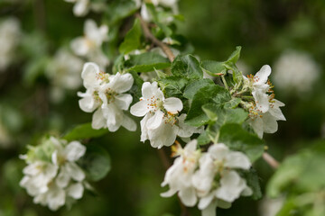 Blooming apple tree in springtime. White apple flowers