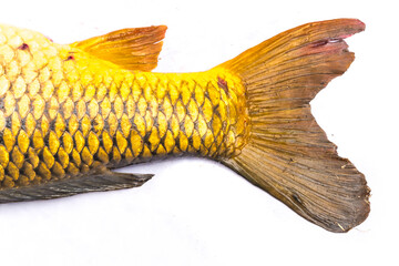Studio shot tail with anal fin and dorsal fin of Common carp Cyprinus carpio isolated on white...