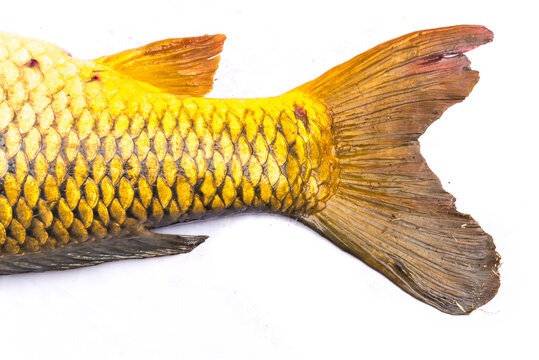 Studio shot tail with anal fin and dorsal fin of Common carp Cyprinus carpio isolated on white background