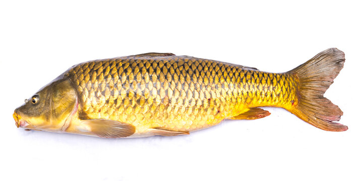 Close-up large common carp fish isolated on white background freshwater European carp (Cyprinus carpio)