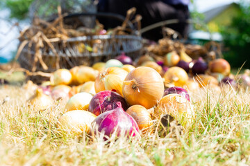 freshly picked golden onions on dried autumn grass in the garden