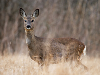 deer in fall