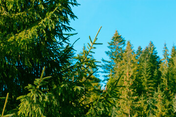 Green coniferous forest in national park. Bright green fir branches on blue sky background. Spruce branched evergreen trees in woods at sunny day. New Year 2022 Christmas tree outdoors. Eco landscape.