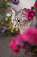 Naklejka na ściany i meble A beautiful gray cat among purple flowers.