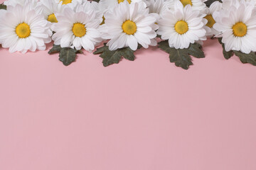 Frame from large flowers of autumn chamomile Levcantemella on a pink background with copy space