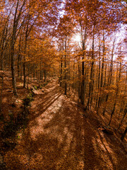 São Lourenço Beech Tree Forest