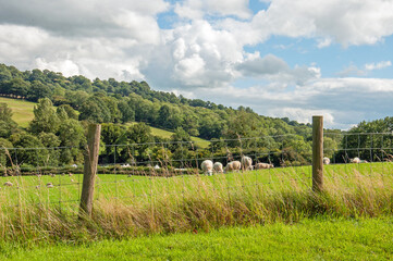 Sheep in the black mountains of Wales.