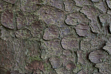The texture of tree bark. Natural background stock photo