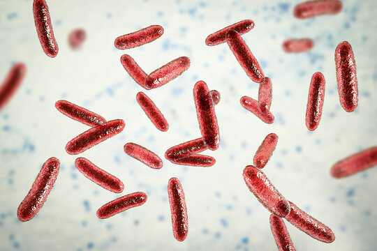 Bacteria Citrobacter, Gram-negative coliform bacteria from Enterobacteriaceae family, 3D illustration