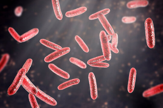 Bacteria Citrobacter, Gram-negative coliform bacteria from Enterobacteriaceae family, 3D illustration