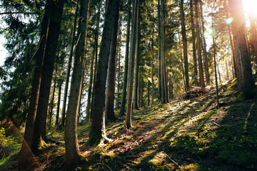 coniferous wood, extremely high pine trees, low sunlight, gorgeous shadows and glare of the sun between trees, fresh intensive lush green grass and moss at the sunset