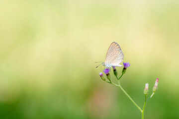 Close-up of butterfly on grass with light green blurred background.