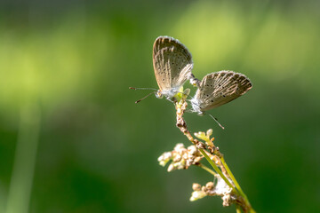 close-up image of mating butterflies on the top of the grass, butterflies at the top of the grass