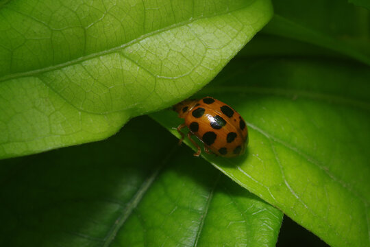 close-up image of ladybug on a green leaf