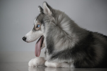 Siberian husky dog ​​looks cute
