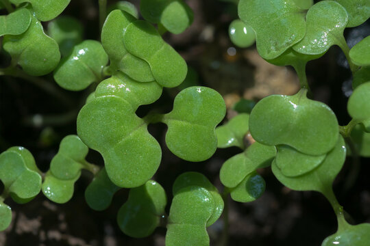 close-up image of plant seedlings