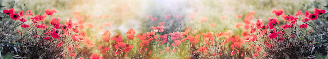 Selective and soft focus on flower, flowering poppy in meadow, wild poppy flower in bloom	