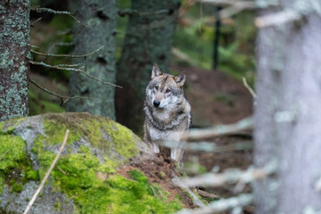 Wild wolf in forest in Czech republic