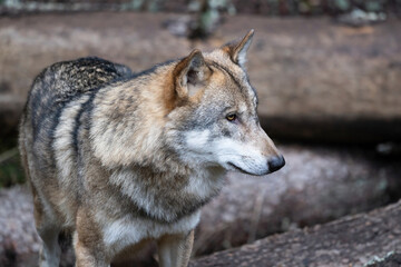 Naklejka na ściany i meble Wild wolf in forest in Czech republic