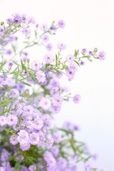 Fototapeta premium アスター