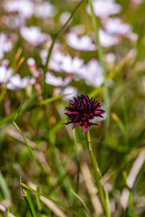 Gymnadenia nigra flower growing in field, close up shoot	