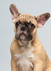 portrait of beige french bulldog puppy in studio