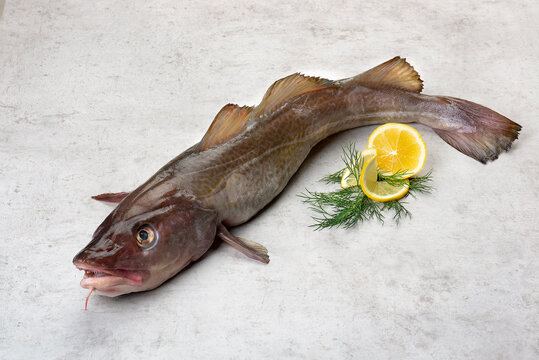 Ein frischer, ganzer Fisch, Dorsch,Kabeljau mit wenig Dekoration