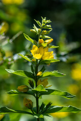 Fototapeta premium Lysimachia vulgaris flower growing in meadow, macro