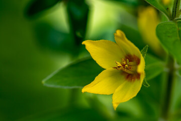 Fototapeta premium Lysimachia vulgaris flower in meadow, close up 