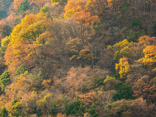 群馬県妙義山の紅葉　11月