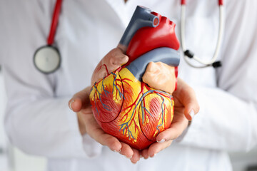 Doctor holding artificial heart model in clinic closeup
