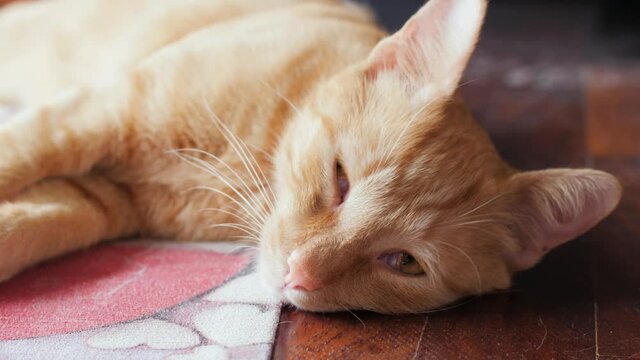 Close up of cute and young mixed breed ginger shorthair cat. Portrait of beautiful domestic pet lying on floor trying to stay awake. Adorable and calm short haired breed with soft tabby fur. 4K.
