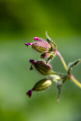 Silene dioica flower growing in meadow, macro