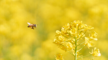 菜の花の蜜を吸いに来た飛んでいるミツバチ