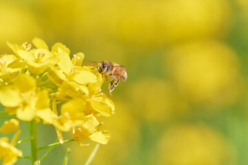 ホバリングして菜の花の蜜を吸いに来たミツバチ