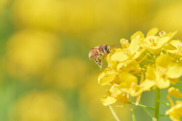ホバリングして菜の花の蜜を吸いに来た躍動感のあるミツバチ