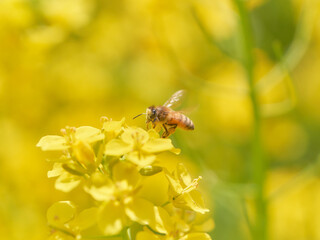 ホバリングして菜の花の蜜を吸いに来たミツバチ