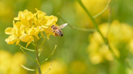 ホバリングして菜の花の蜜を吸いに来たミツバチ