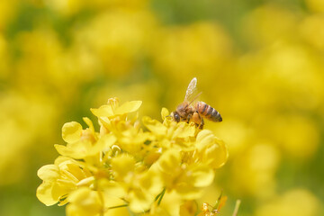 菜の花の蜜を吸うミツバチと花粉玉